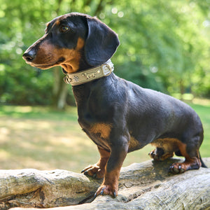 Hundehalsband Dackel     - von Leopold's kaufen bei leopolds-finest