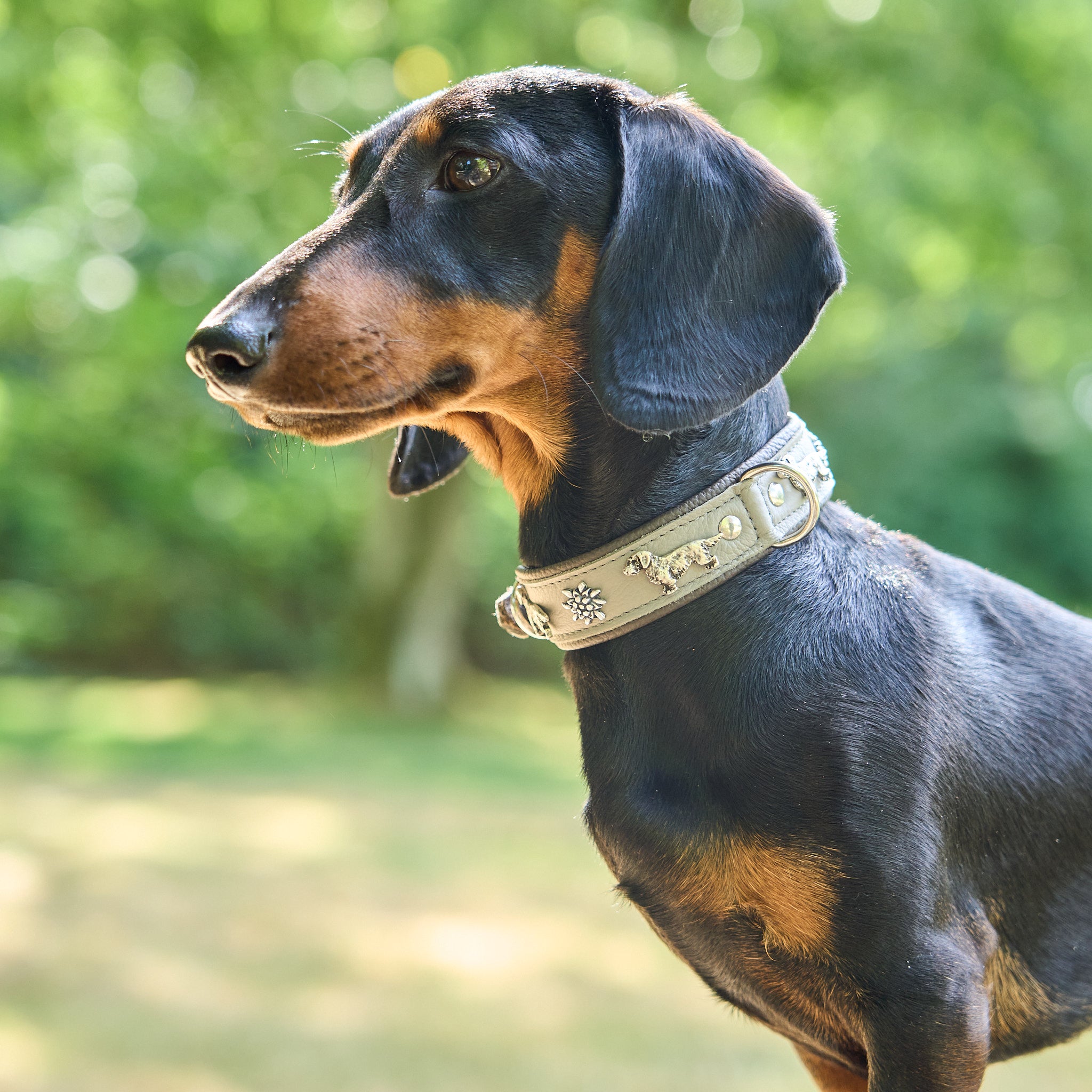 Hundehalsband Dackel     - von Leopold's kaufen bei leopolds-finest