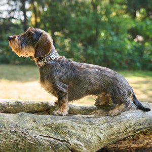 Hundehalsband Kühe Motiv     - von Leopold´s kaufen bei leopolds-finest
