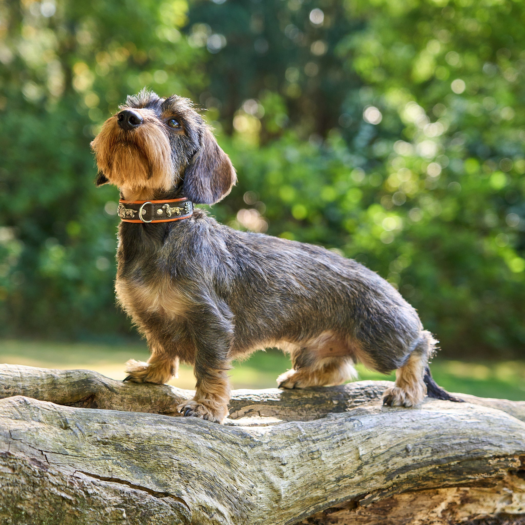 Hundehalsband Dackel     - von Leopold's kaufen bei leopolds-finest