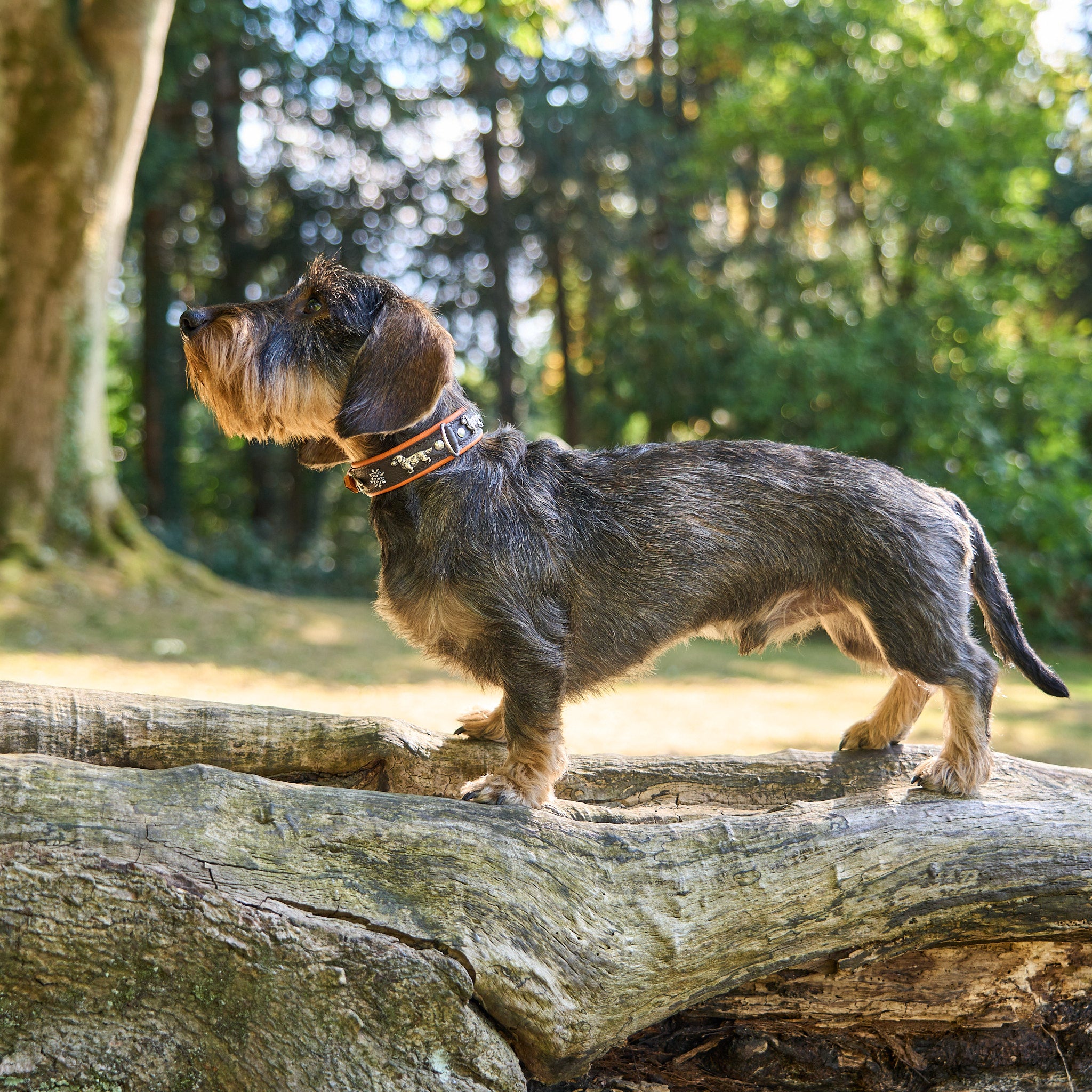 Hundehalsband Dackel     - von Leopold's kaufen bei leopolds-finest