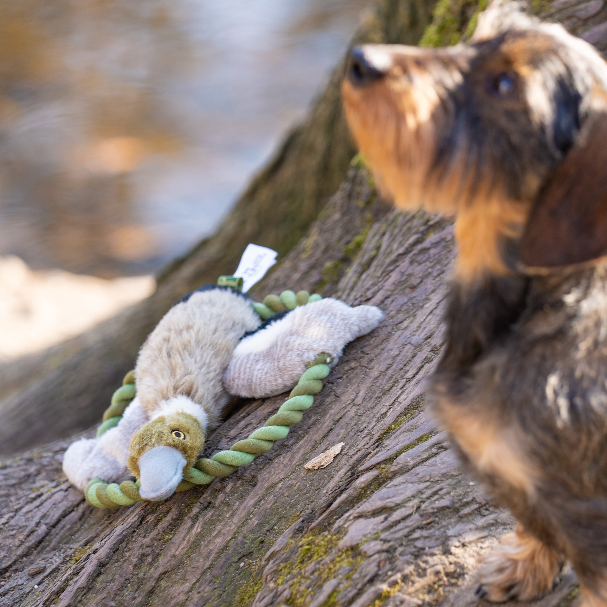 jagd spielzeug hund Qualitatives Hundespielzeug speziell für Dackel | Leopold's Finest for dogs