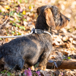 Retrieverleine Dackel     - von Hunter kaufen bei leopolds-finest