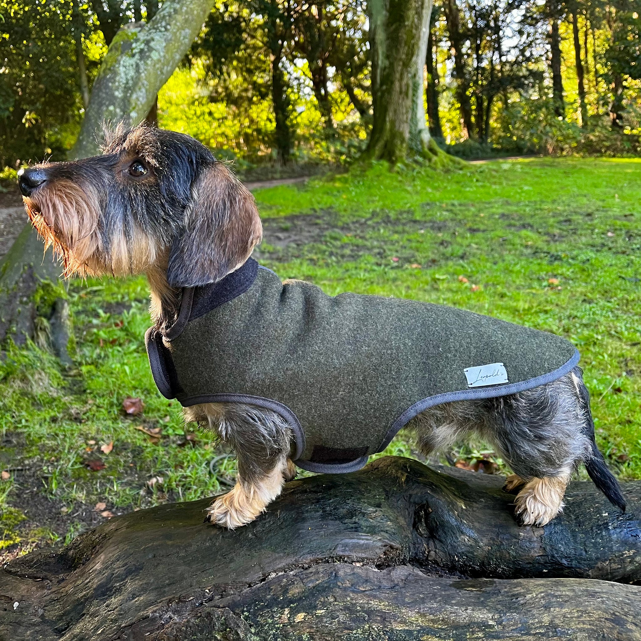 Hundemantel Dackel Loden Handarbeit     - von Leopold´s kaufen bei leopolds-finest