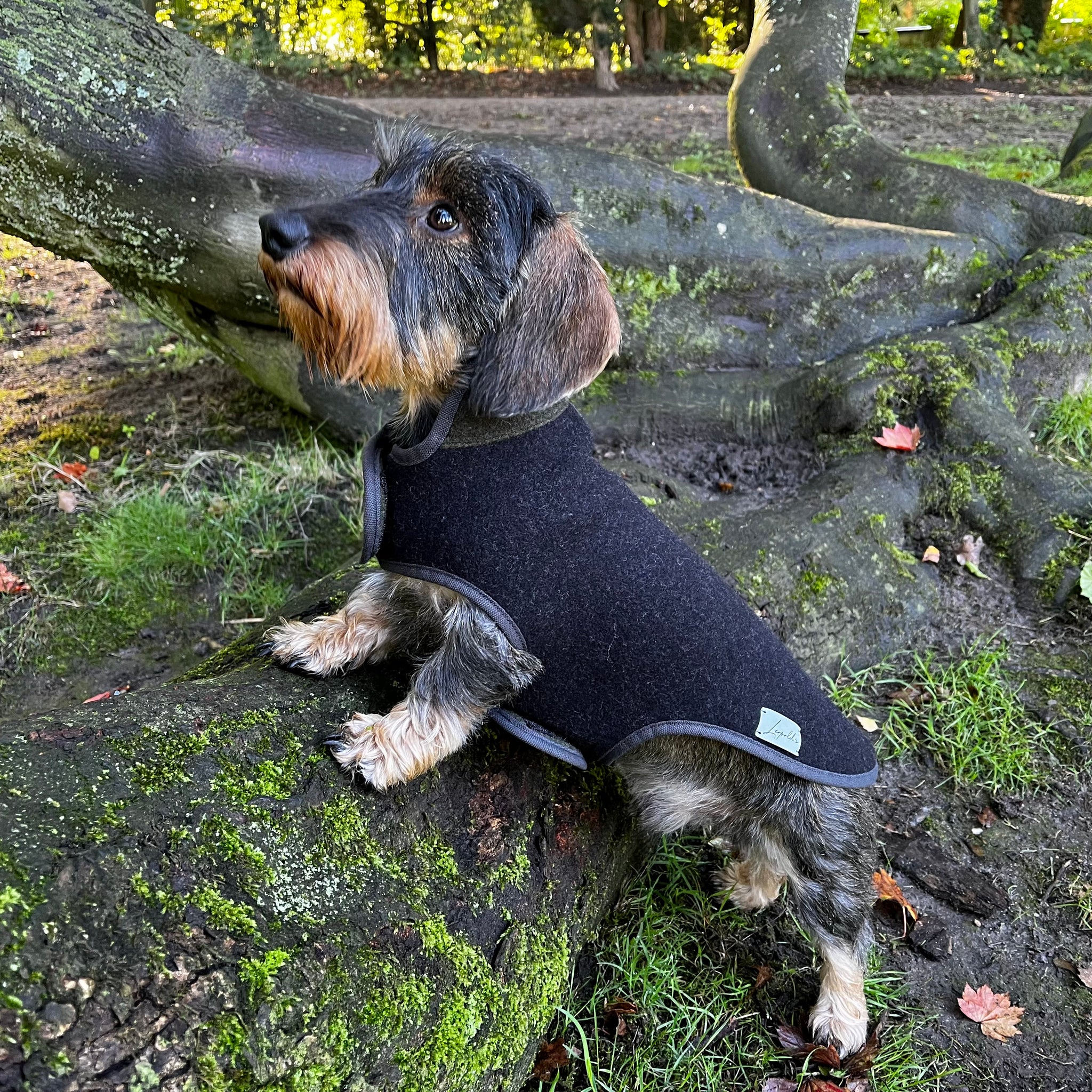 Hundemantel Dackel Loden Handarbeit     - von Leopold´s kaufen bei leopolds-finest