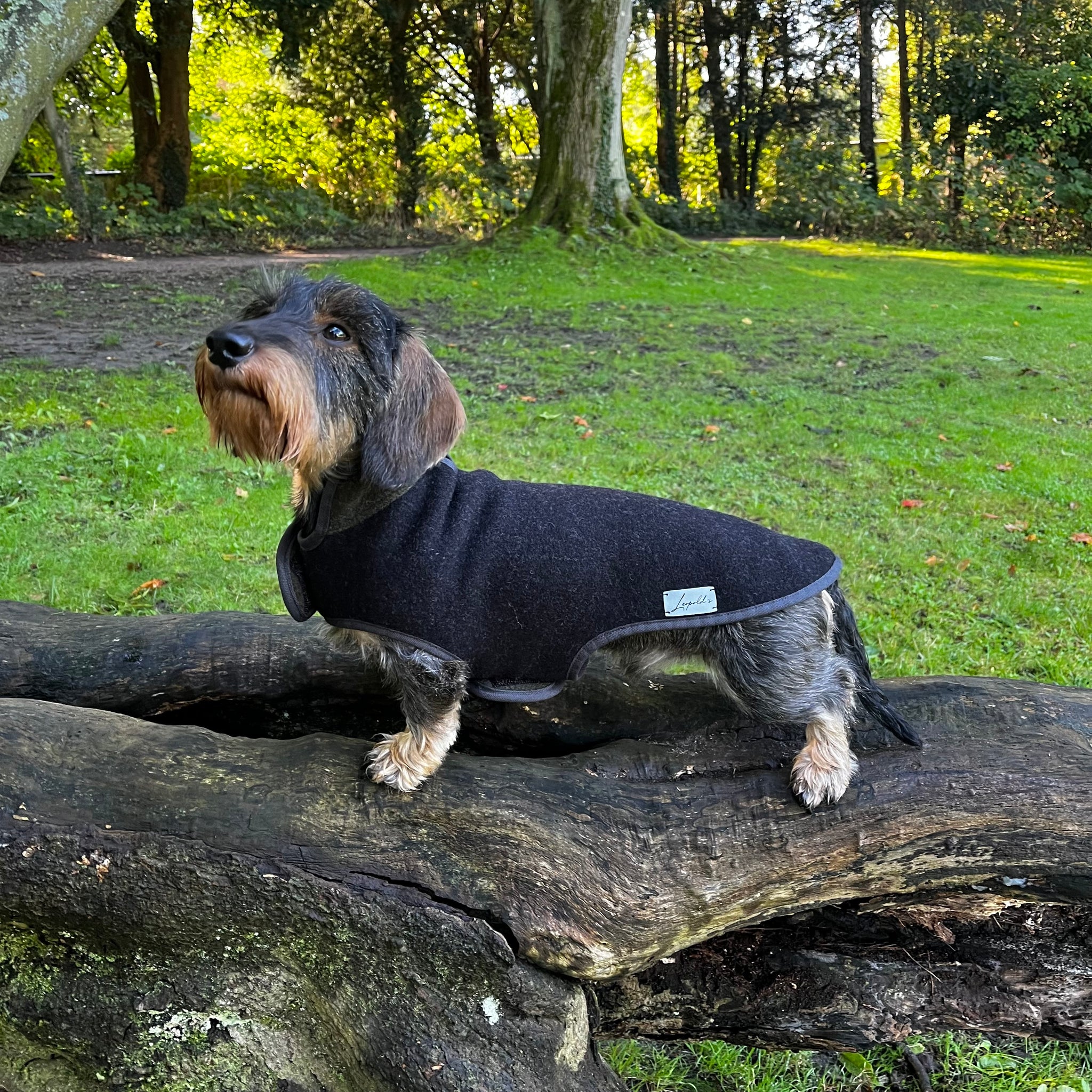 Hundemantel Dackel Loden Handarbeit     - von Leopold´s kaufen bei leopolds-finest