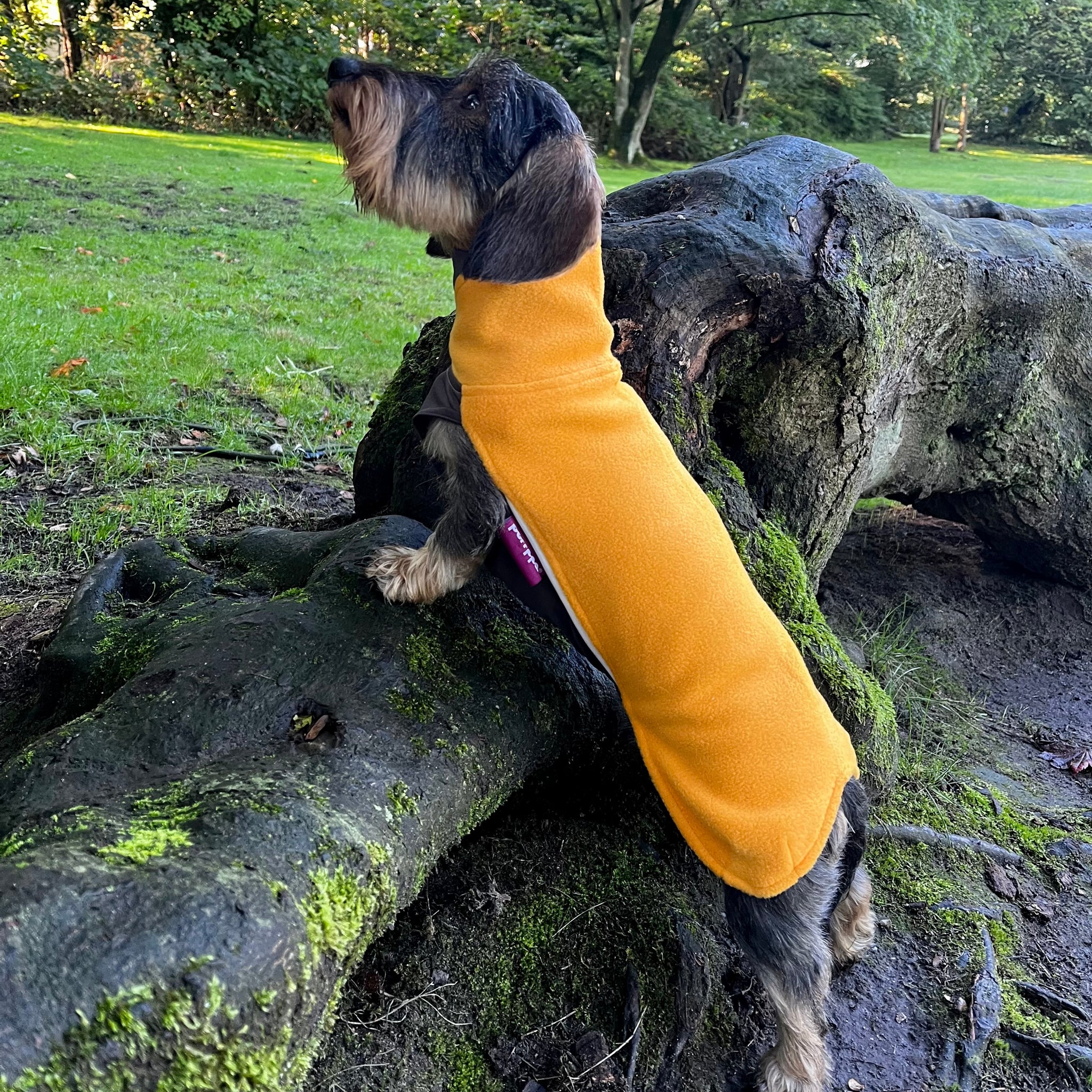 Hundepullover Dackel     - von Pomppa kaufen bei leopolds-finest