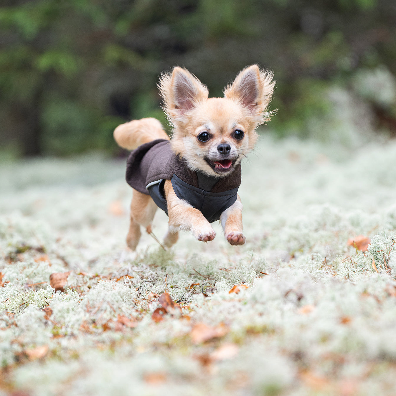 Hundepullover Dackel     - von Pomppa kaufen bei leopolds-finest