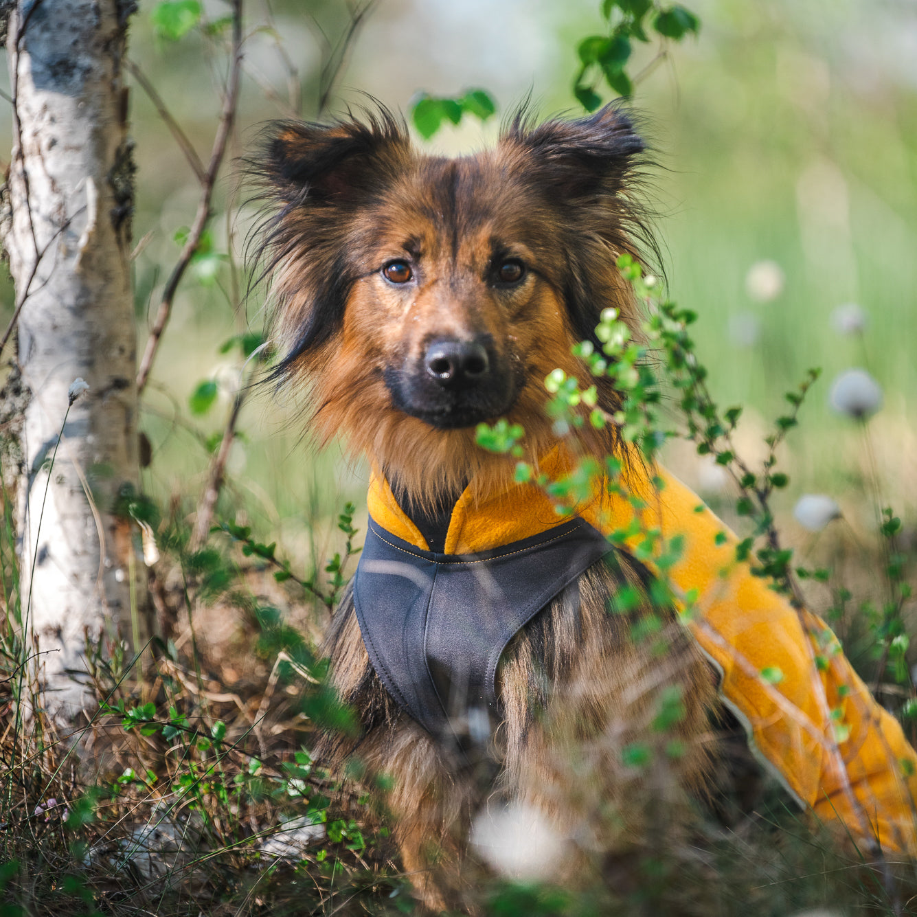 Hundepullover Dackel     - von Pomppa kaufen bei leopolds-finest