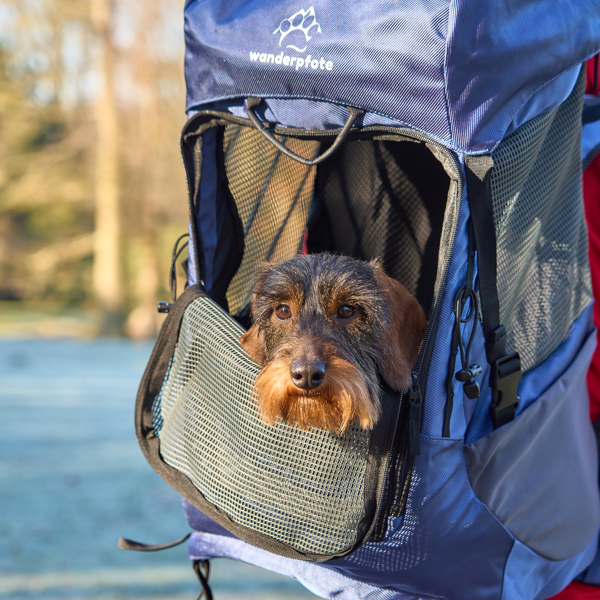 Hunderucksack kleine Hunde     - von Wanderpfote kaufen bei leopolds-finest