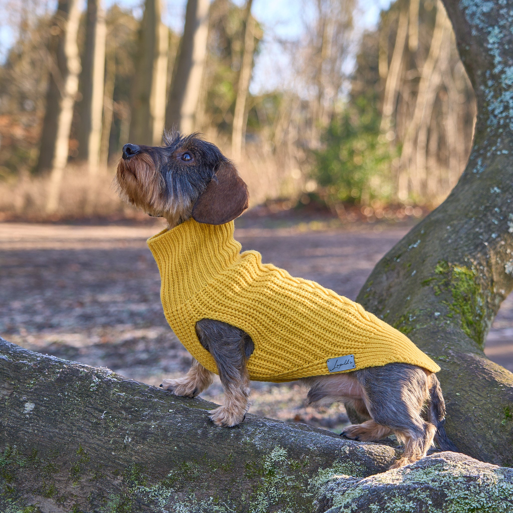 Hundepullover für Dackel     - von Leopold's kaufen bei leopolds-finest