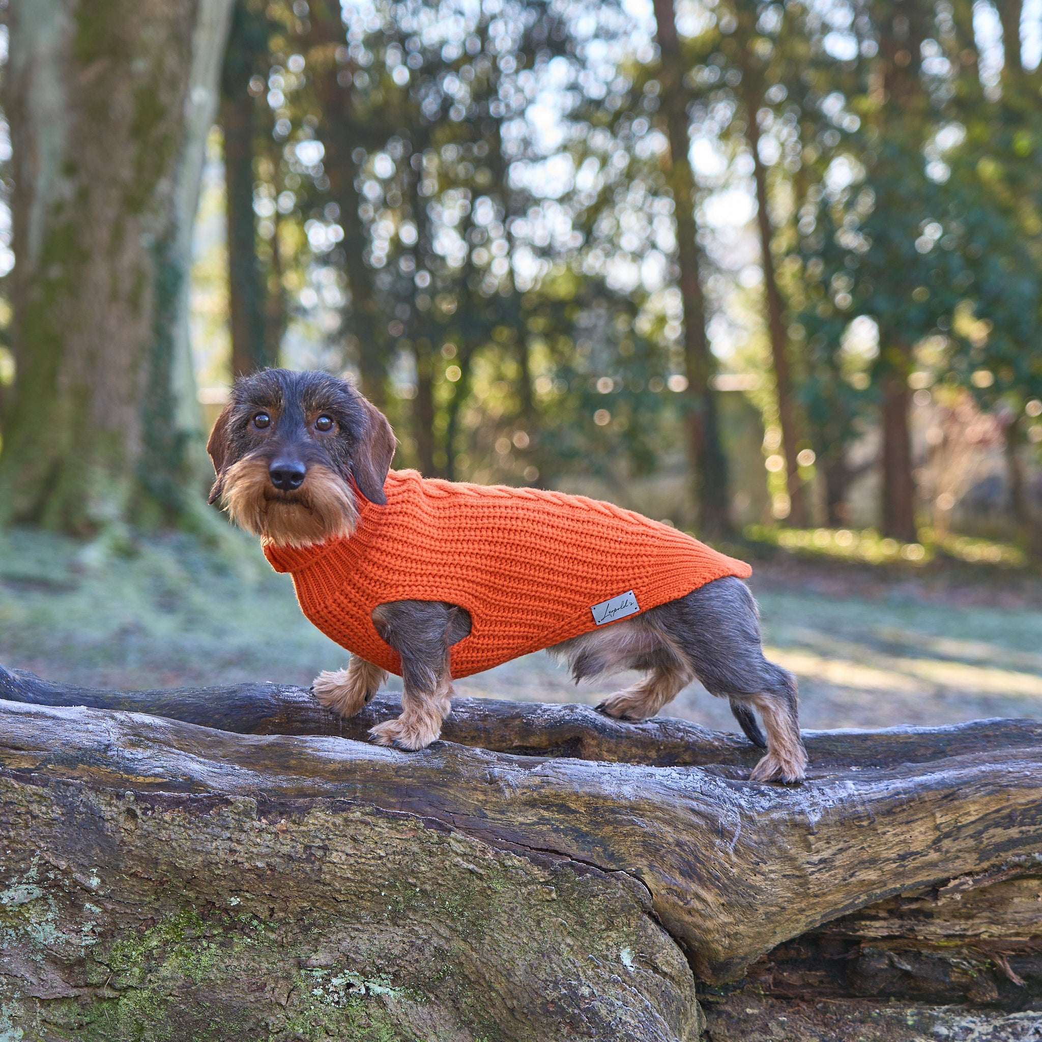 Hundepullover für Dackel     - von Leopold's kaufen bei leopolds-finest