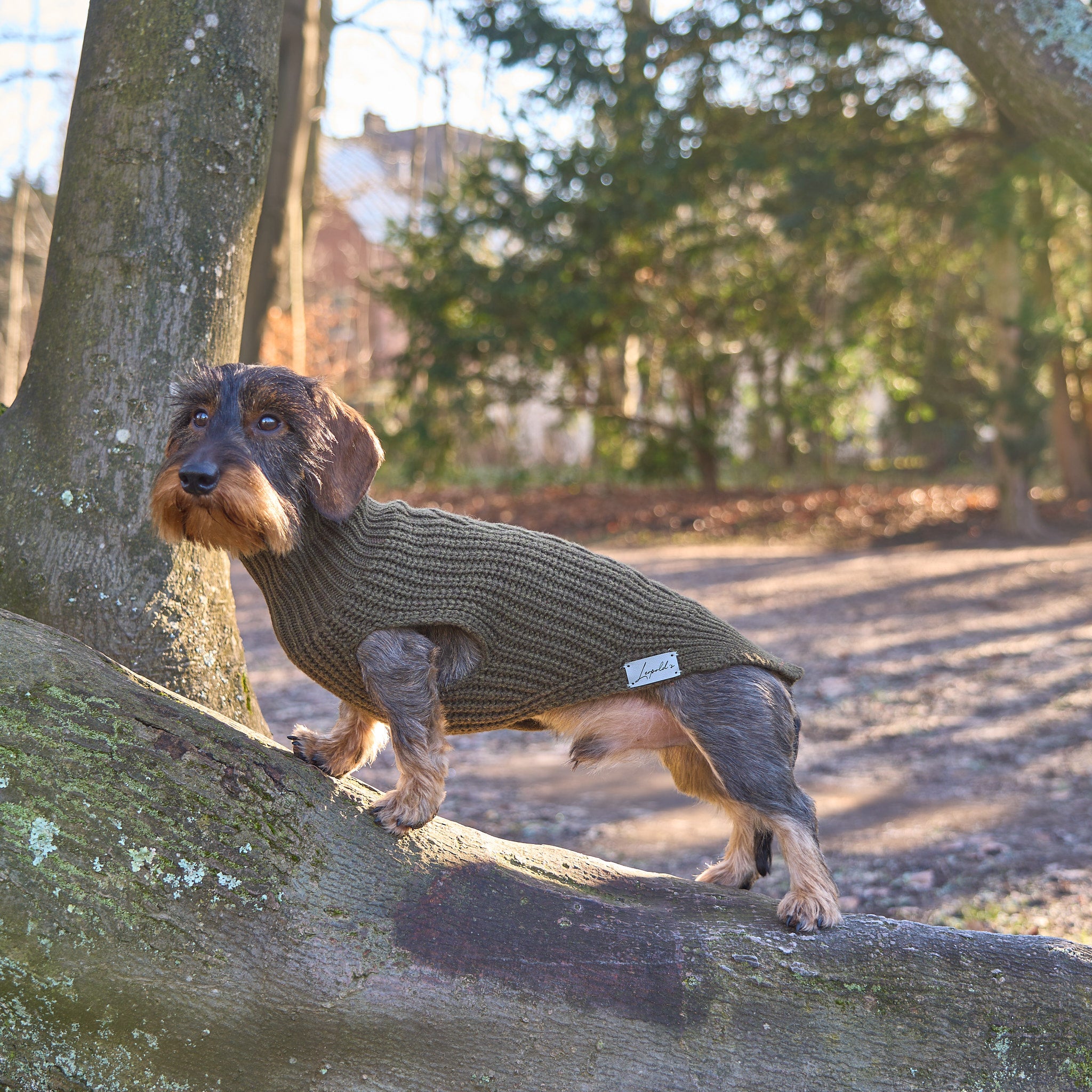 Hundepullover für Dackel     - von Leopold´s kaufen bei leopolds-finest