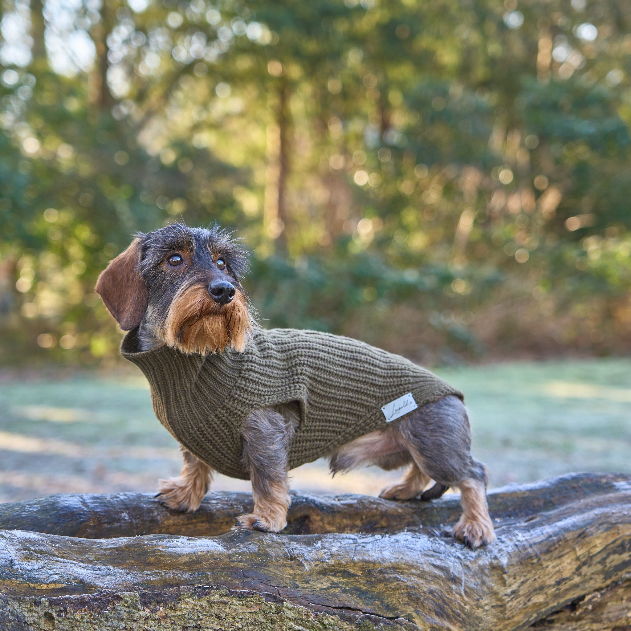 Hundepullover für Dackel     - von Leopold´s kaufen bei leopolds-finest