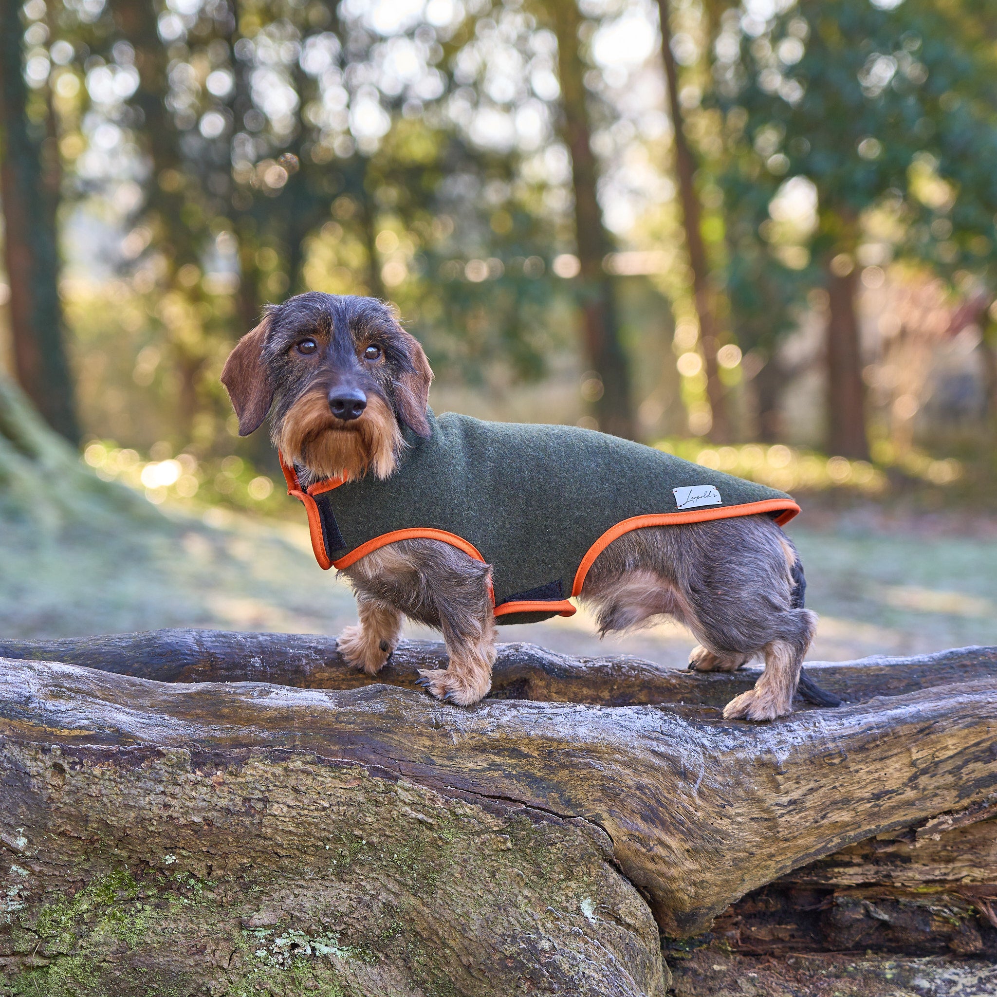Hundemantel Dackel Loden Handarbeit     - von Leopold´s kaufen bei leopolds-finest