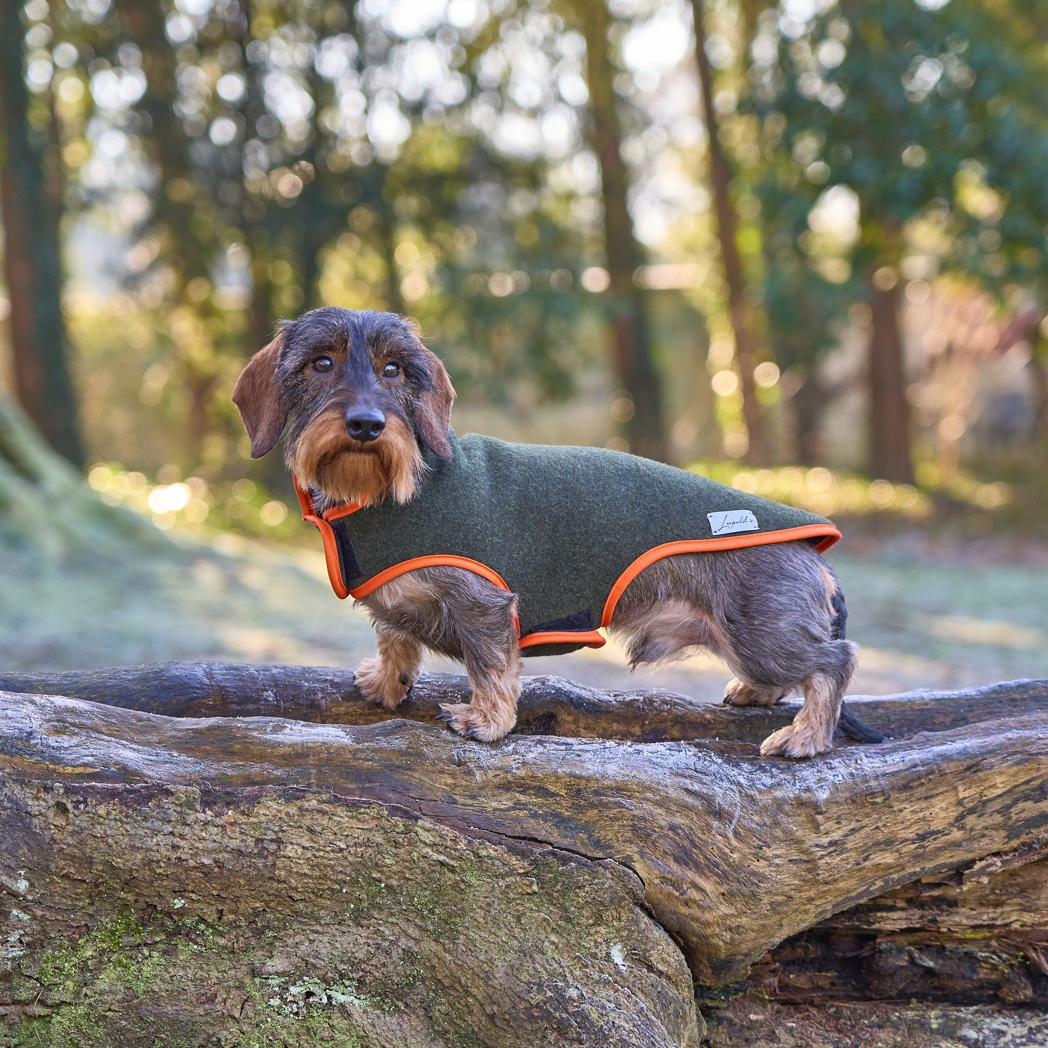 Hundemantel Dackel Loden Handarbeit     - von Leopold's kaufen bei leopolds-finest