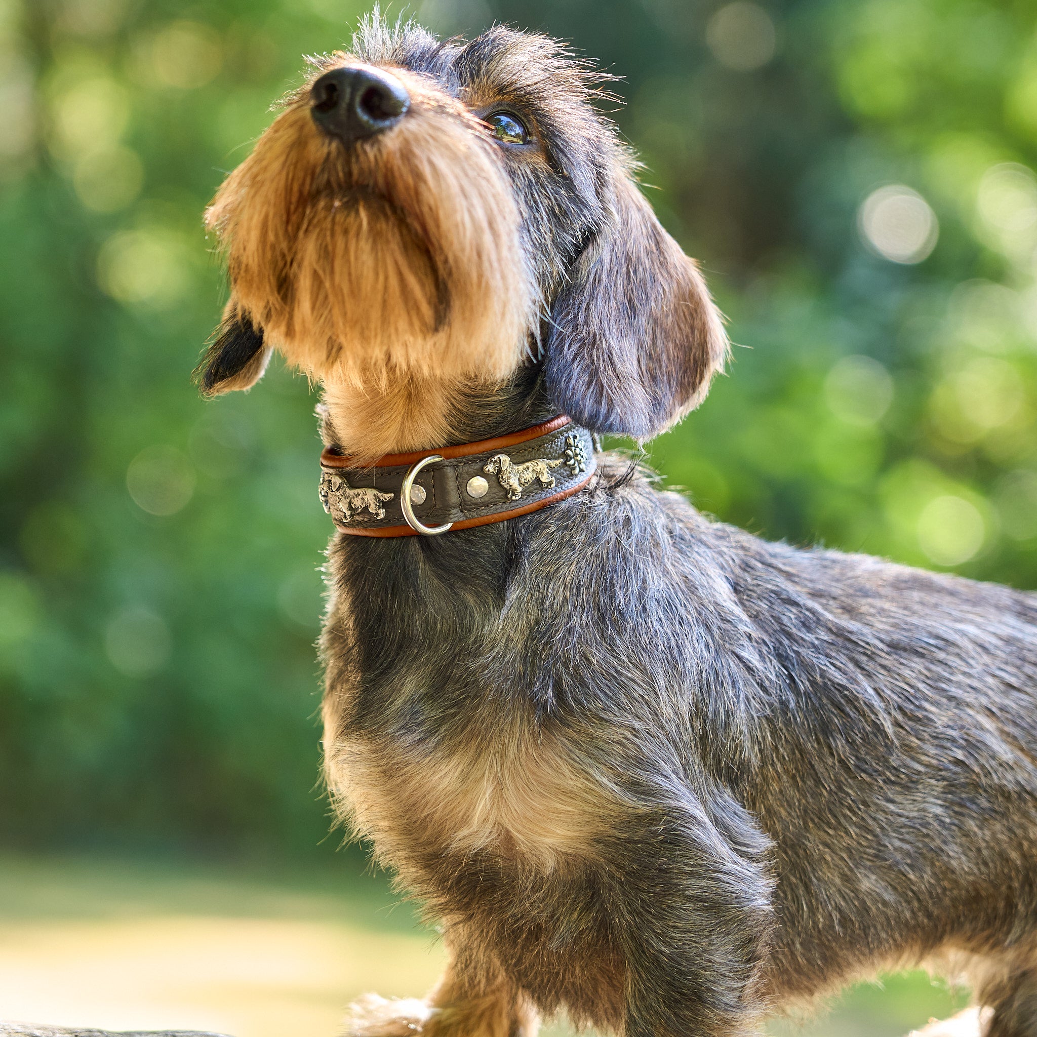 Hundehalsband Dackel     - von Leopold's kaufen bei leopolds-finest