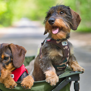 Hundegeschirr Dackel     - von curli kaufen bei leopolds-finest