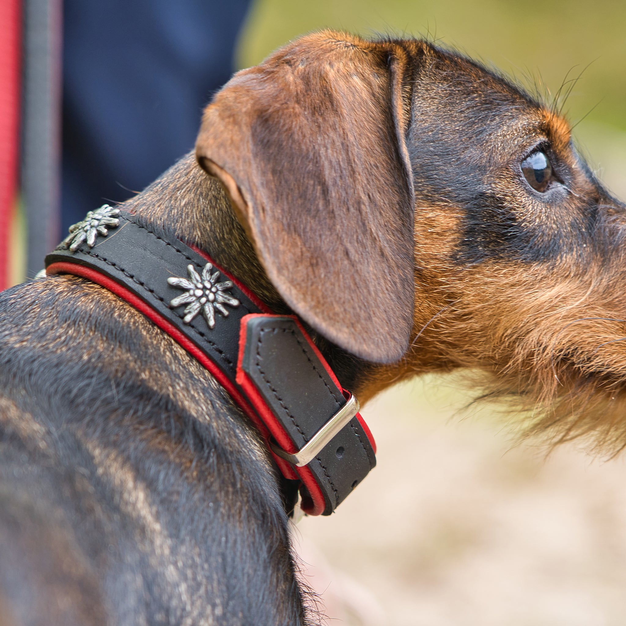 Hunde Halsband »Edelweiß«     - von Maul Ledermanufaktur kaufen bei leopolds-finest