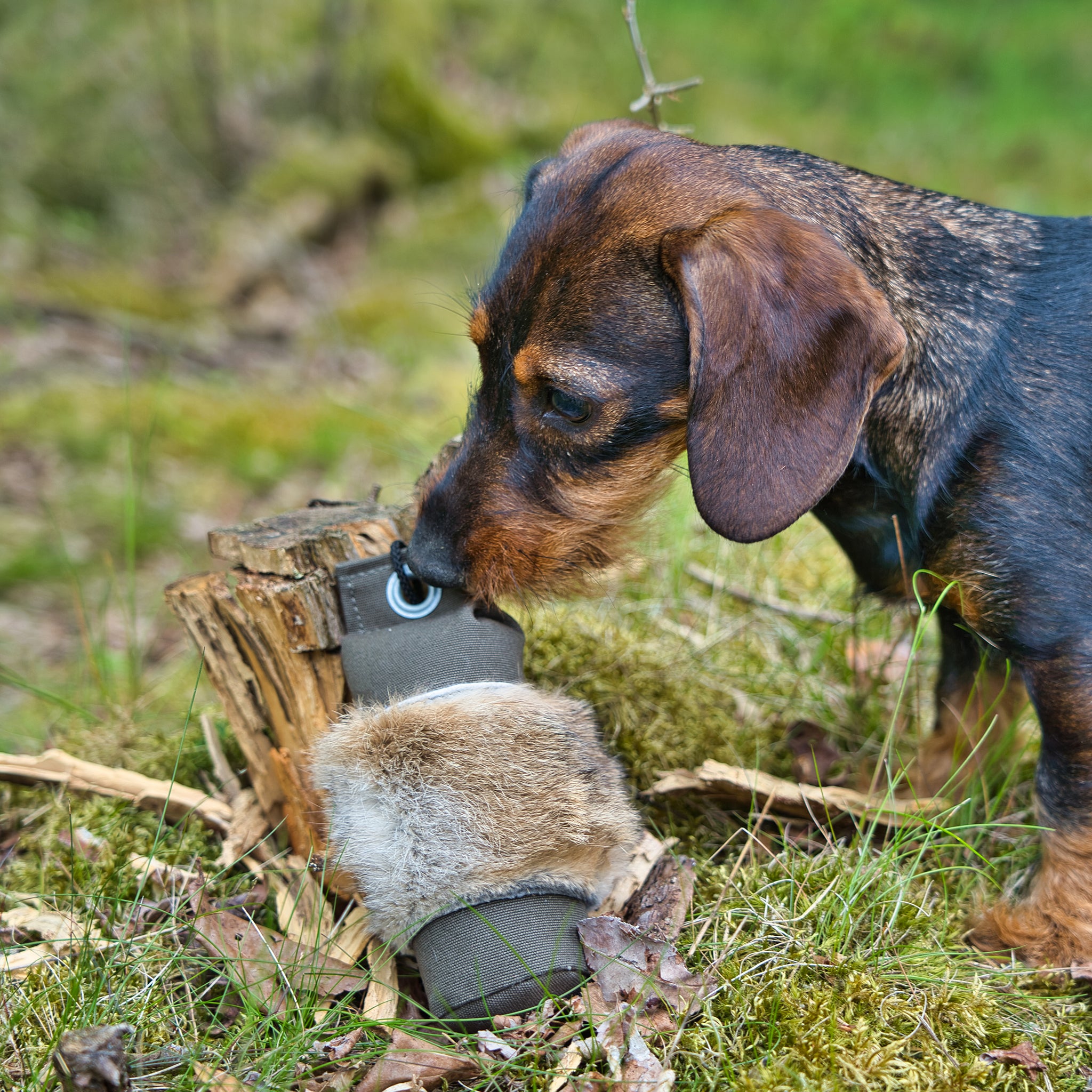 Felldummy Hund     - von Romneys kaufen bei leopolds-finest