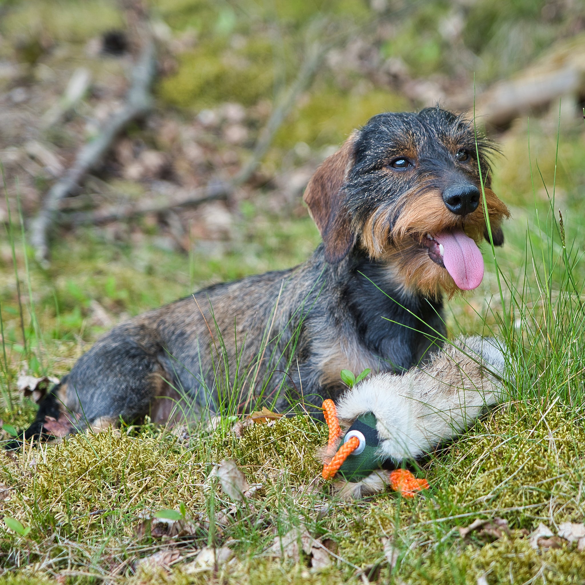 Felldummy Hund     - von Romneys kaufen bei leopolds-finest
