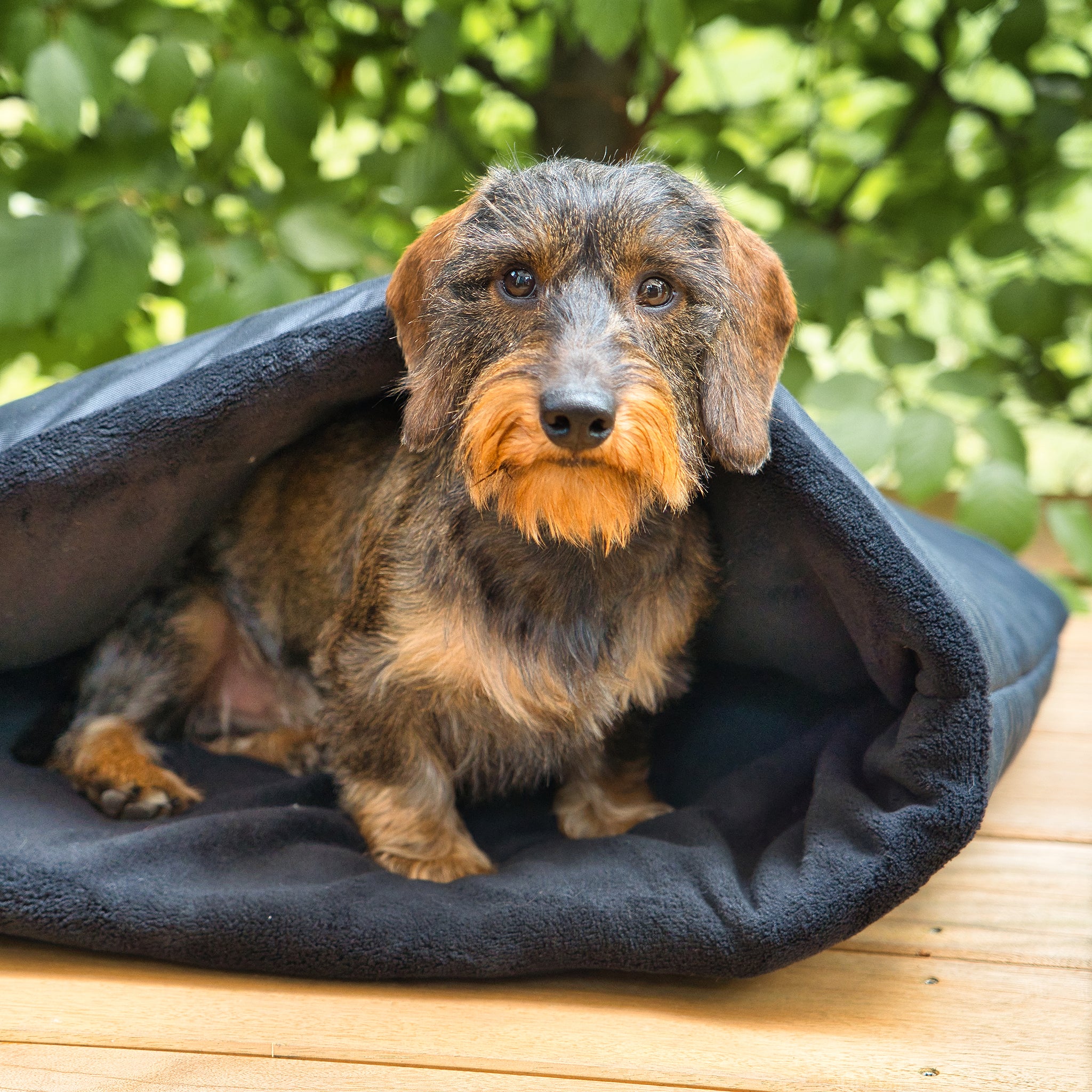 Kuschelsack für kleine Hunde     - von Leopold's by Gabelwerk kaufen bei leopolds-finest