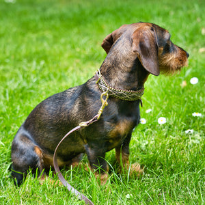 Hundehalsband Dackel handgeknüpft     - von Stilhütte kaufen bei leopolds-finest