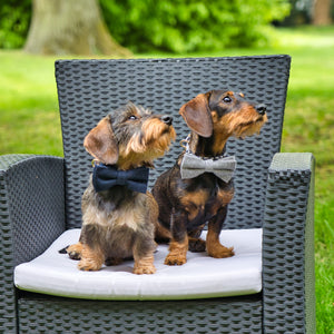 Hundehalsband »Fliege«     - von Stilhütte kaufen bei leopolds-finest