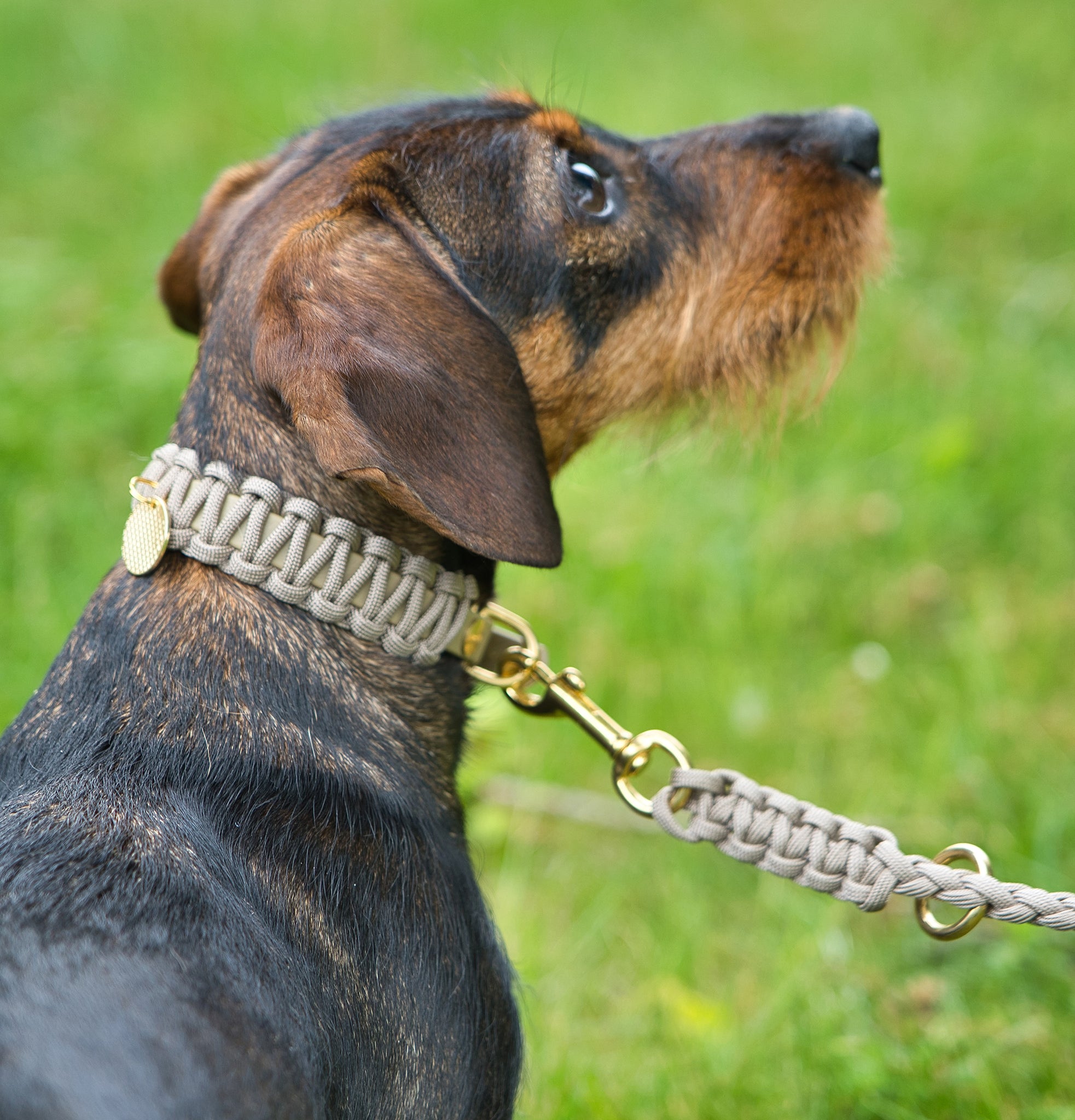 Hundehalsband Dackel     - von Stilhütte kaufen bei leopolds-finest