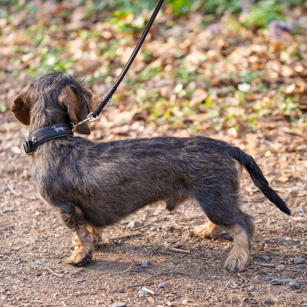 Hundehalsband mit Dackeln     - von Maul Ledermanufaktur kaufen bei leopolds-finest