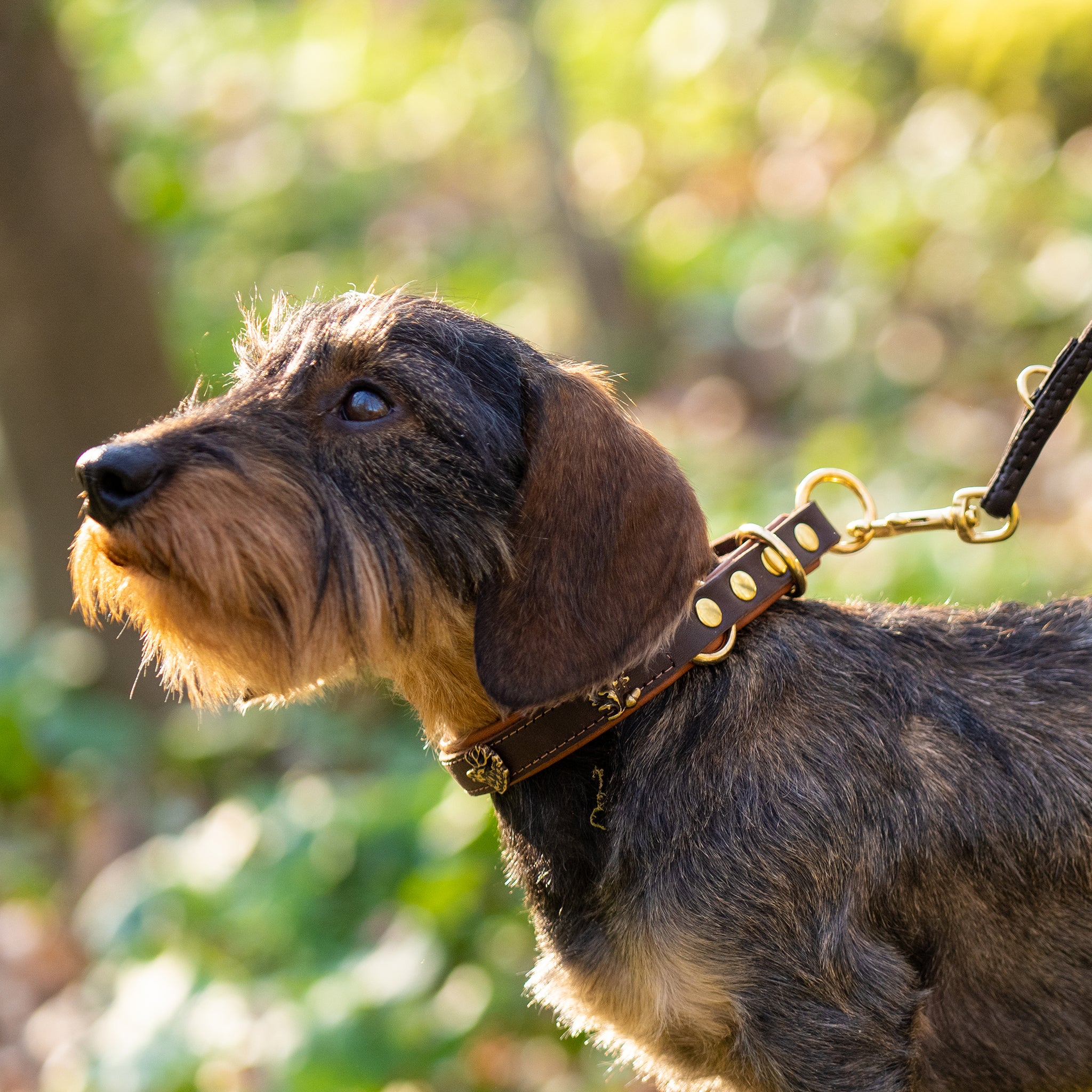 Hundehalsband mit Zugstopp     - von Maul Ledermanufaktur kaufen bei leopolds-finest