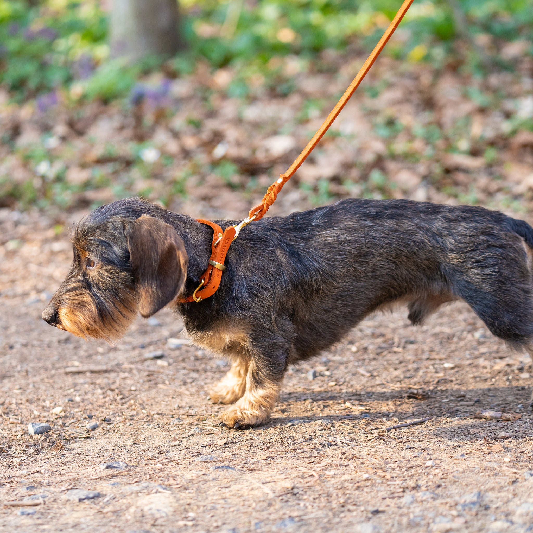 Hundehalsband Butter     - von Molly & Stitch kaufen bei leopolds-finest