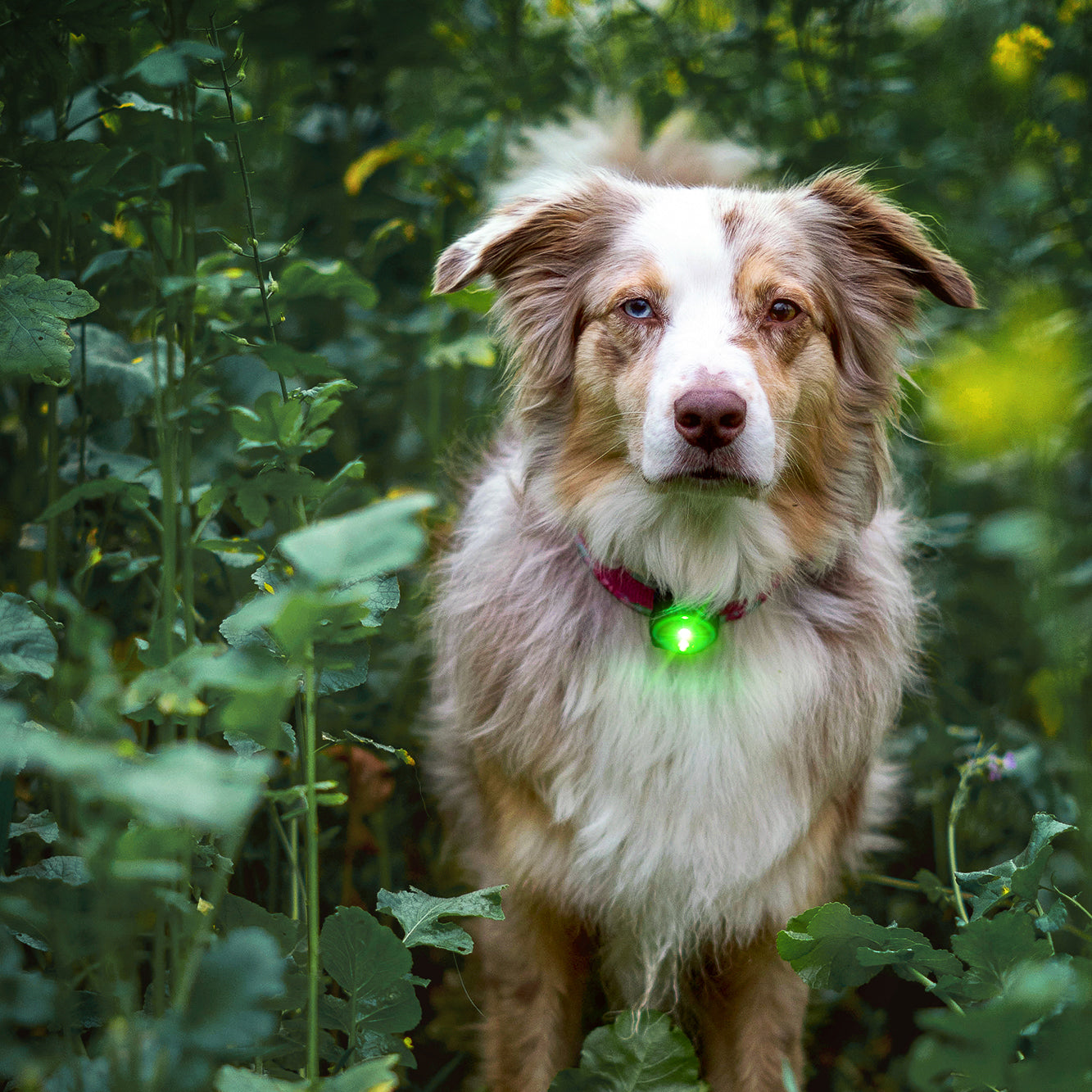 Orbiloc Nachtlicht Hund     - von orbiloc kaufen bei leopolds-finest
