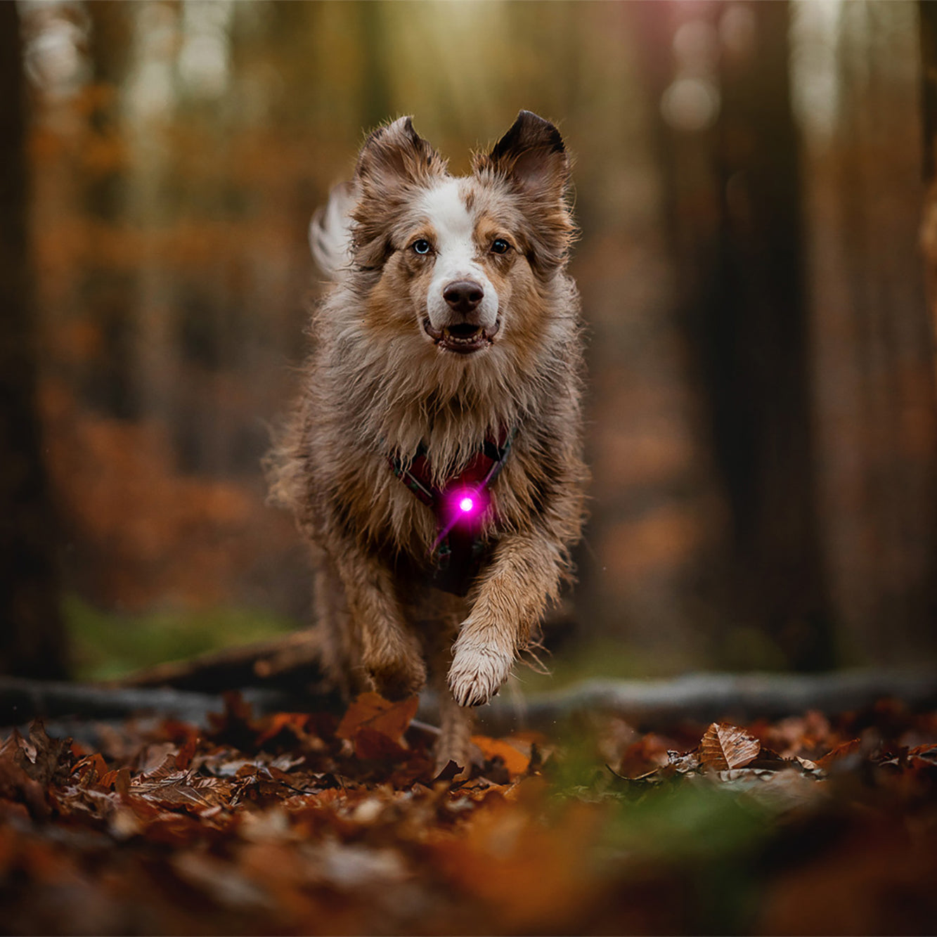 Orbiloc Nachtlicht Hund     - von orbiloc kaufen bei leopolds-finest