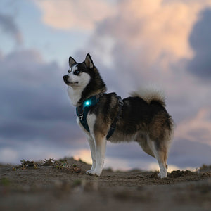 Orbiloc Nachtlicht Hund     - von orbiloc kaufen bei leopolds-finest