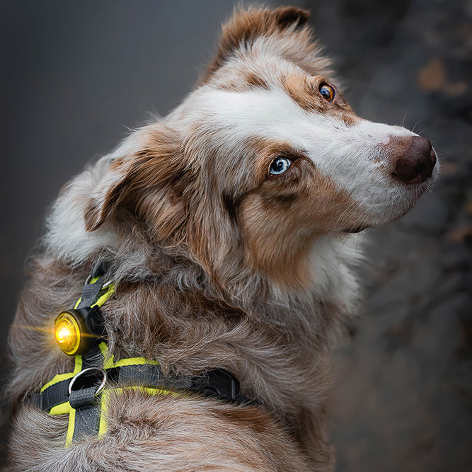 Orbiloc Nachtlicht Hund     - von orbiloc kaufen bei leopolds-finest