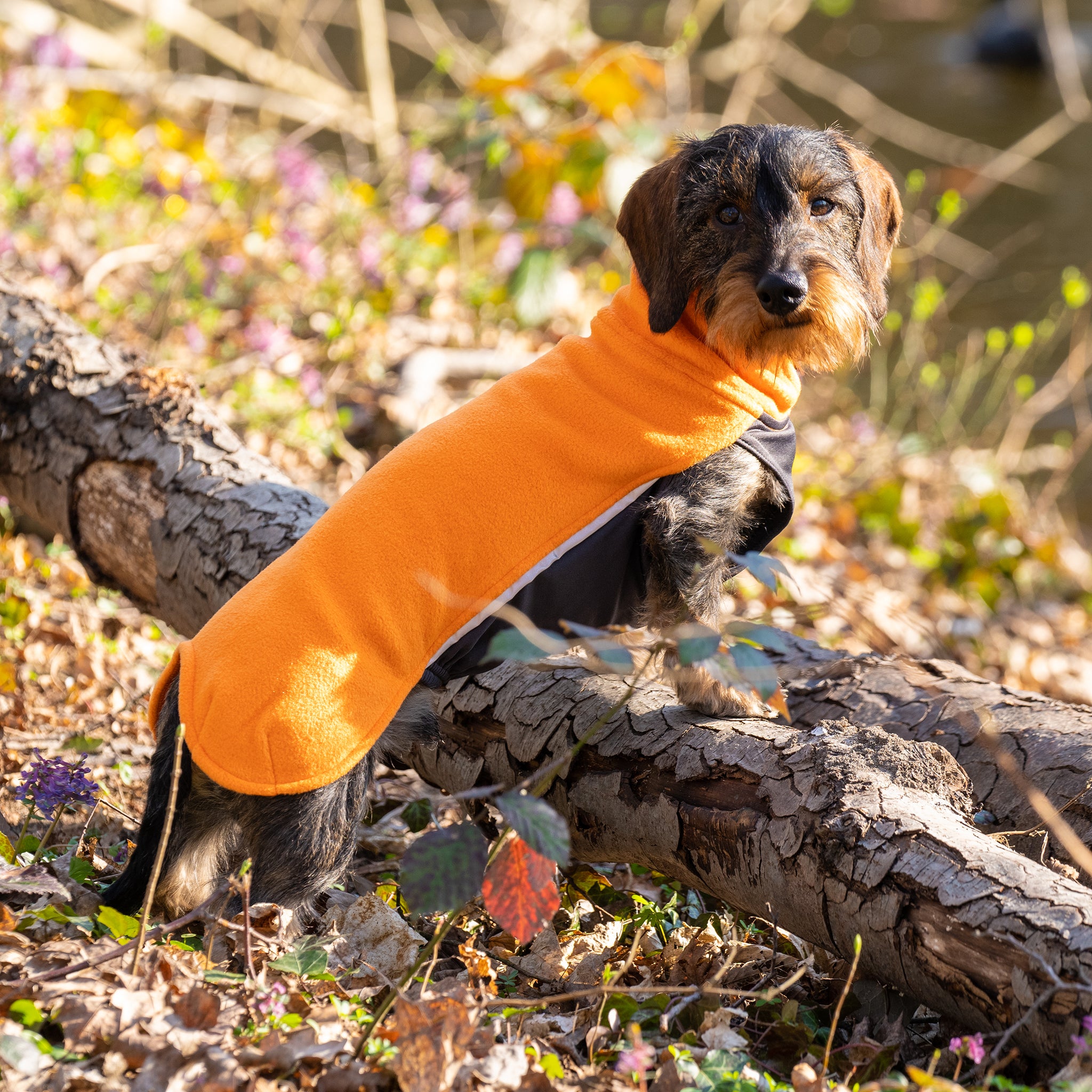 Hundepullover Dackel     - von Pomppa kaufen bei leopolds-finest