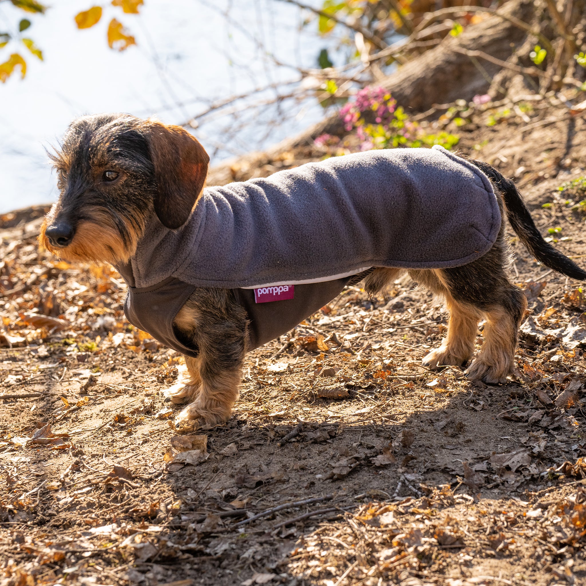 Hundepullover Dackel     - von Pomppa kaufen bei leopolds-finest