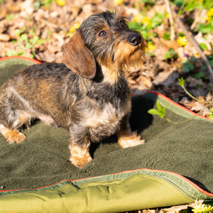 Reisedecke für Hunde     - von Romneys kaufen bei leopolds-finest