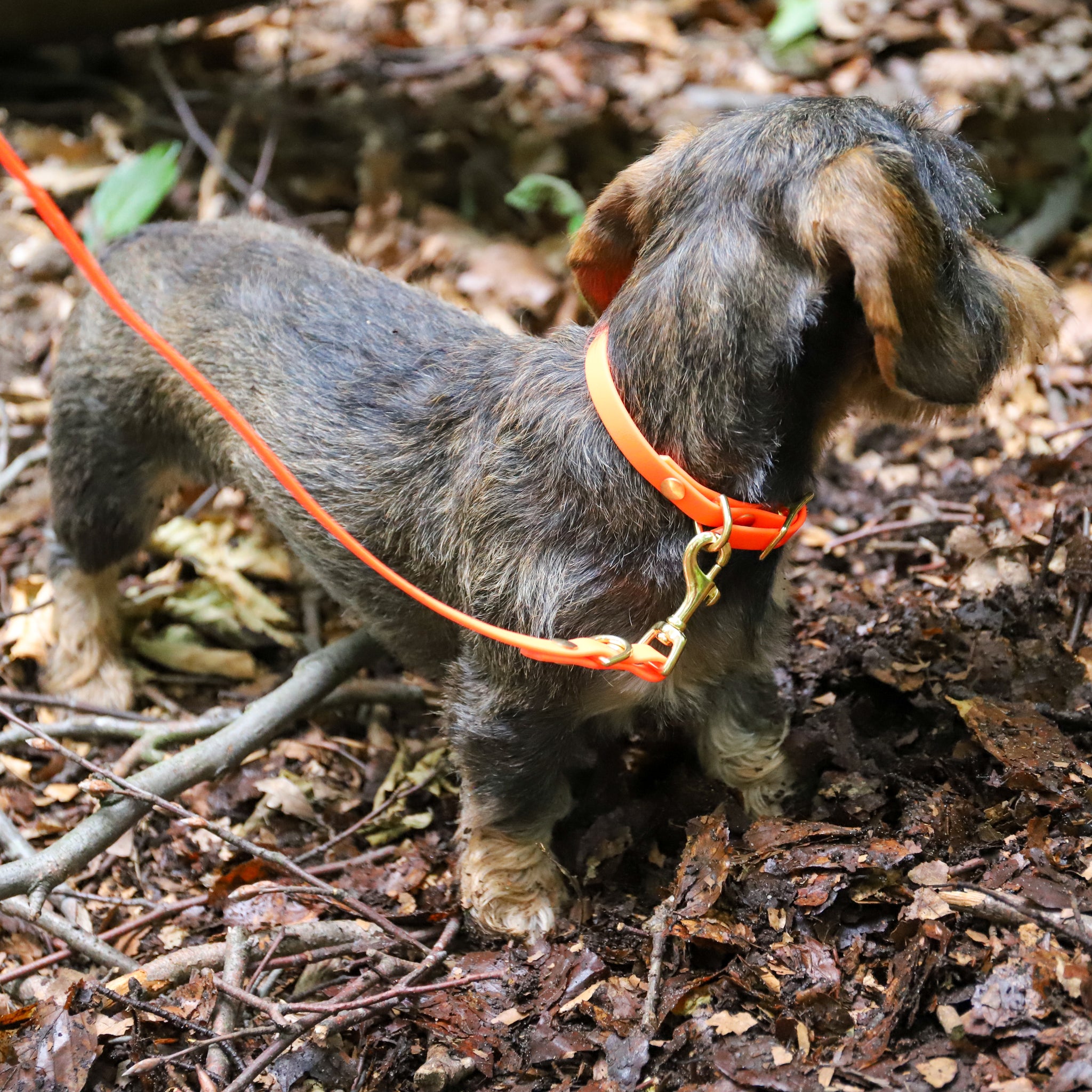 Hund Halsband Dackel     - von Stilhütte kaufen bei leopolds-finest